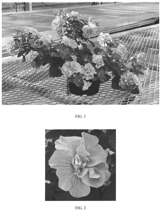Figure 1 of US plant patent PP33337, the photograph of Balvogink printed in the patent.