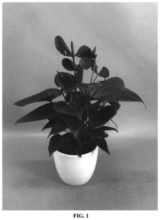Figure 1 of US plant patent PP33338, the photograph of ANTHUQCLO printed in the patent.