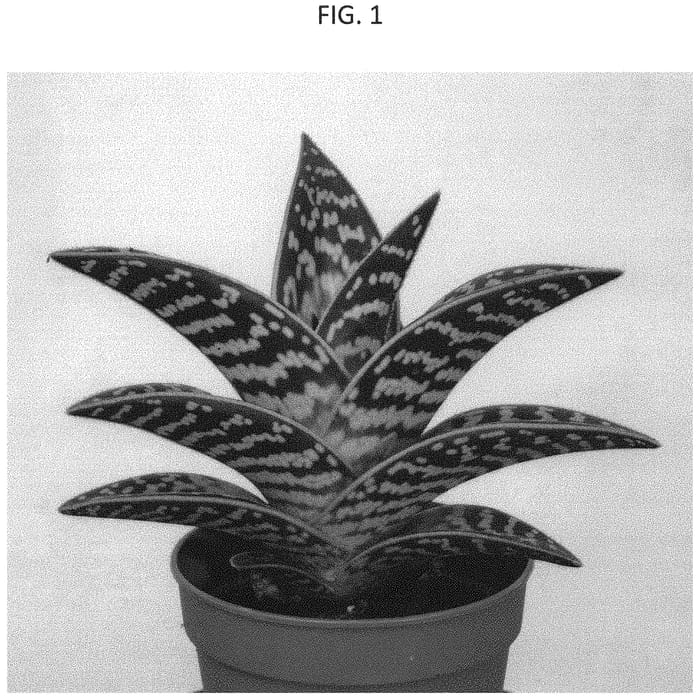 Figure 1 of US plant patent PP33339, the photograph of AMIAL1823 printed in the patent.