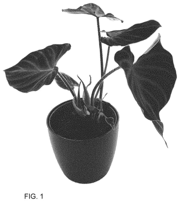 Figure 1 of US plant patent PP33340, the photograph of PPIPVE007 printed in the patent.