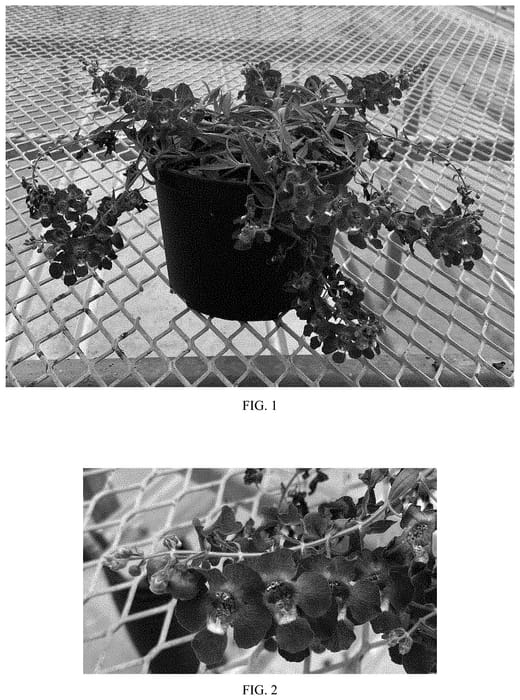Figure 1 of US plant patent PP33341, the photograph of Balangsparpi printed in the patent.