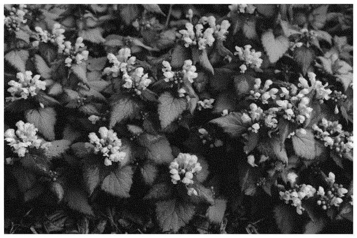 Figure 1 of US plant patent PP33342, the photograph of Nonnogardk printed in the patent.