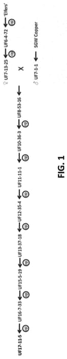 Figure 1 of US plant patent PP33344, the photograph of UF17-11-5 printed in the patent.