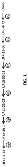 Figure 1 of US plant patent PP33345, the photograph of UF15-4-43 printed in the patent.