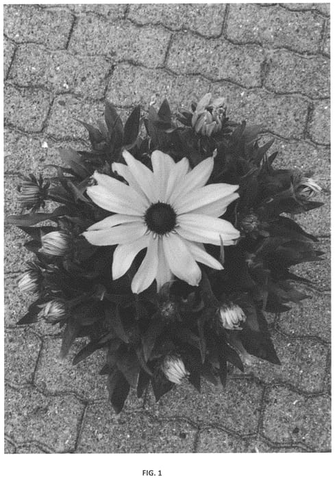 Figure 1 of US plant patent PP33346, the photograph of BullRudi 07 printed in the patent.