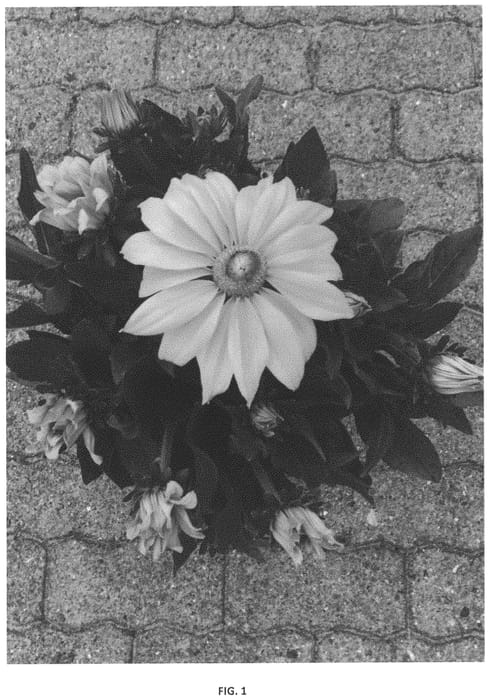 Figure 1 of US plant patent PP33347, the photograph of BullRudi 08 printed in the patent.