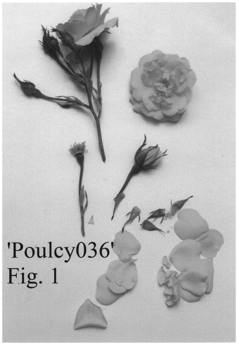 Figure 1 of US plant patent PP33348, the photograph of Poulcy036 printed in the patent.