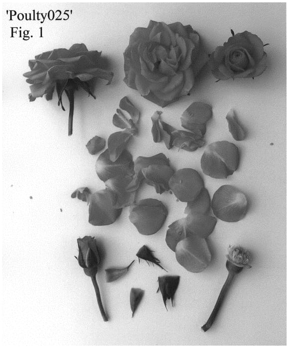 Figure 1 of US plant patent PP33349, the photograph of Poulty025 printed in the patent.