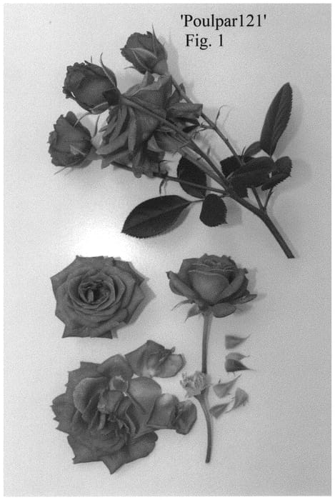 Figure 1 of US plant patent PP33350, the photograph of Poulpar 121 printed in the patent.