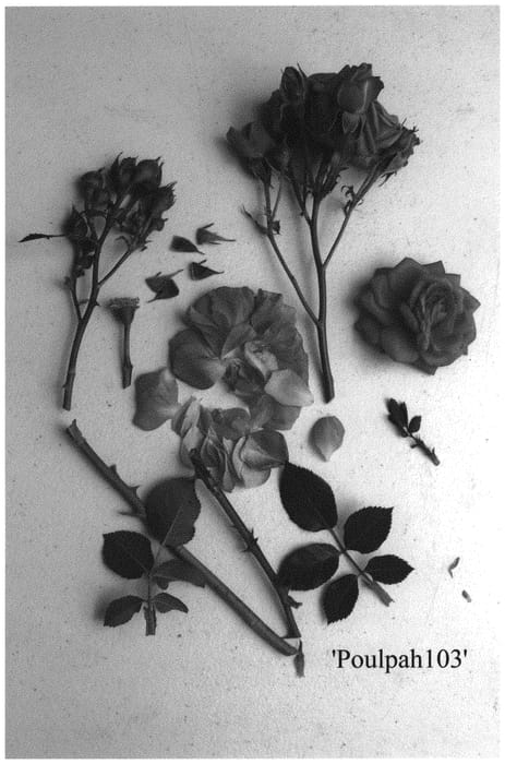Figure 1 of US plant patent PP33351, the photograph of Poulpah103 printed in the patent.