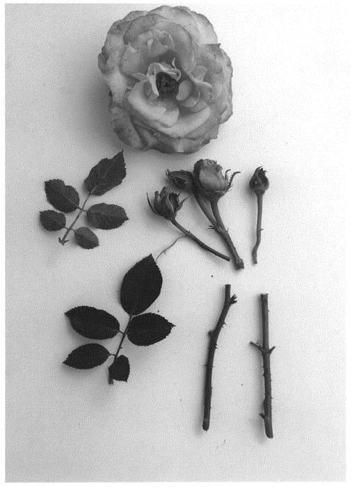 Figure 1 of US plant patent PP33352, the photograph of Poulpal084 printed in the patent.