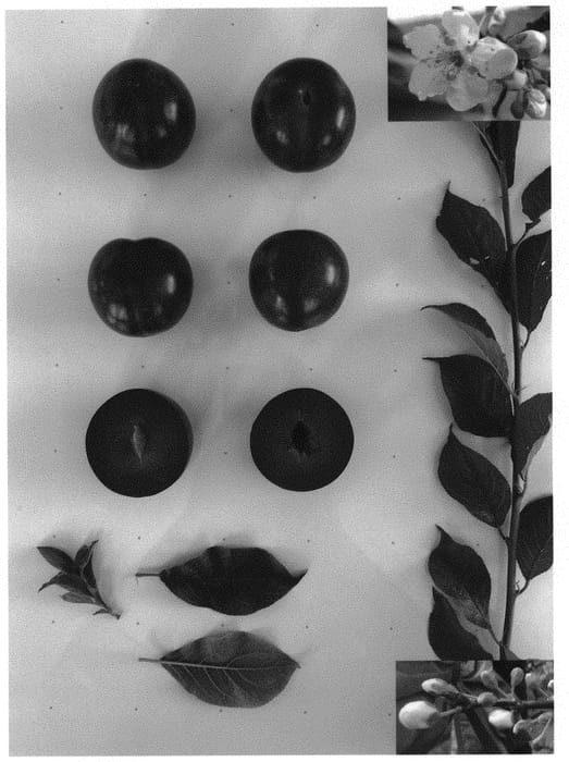 Figure 1 of US plant patent PP33353, the photograph of Plumred V printed in the patent.