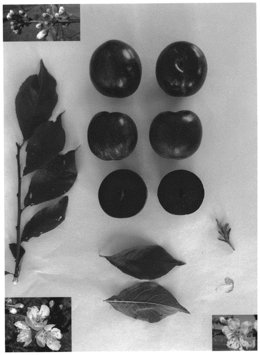 Figure 1 of US plant patent PP33354, the photograph of BLACKRED X printed in the patent.