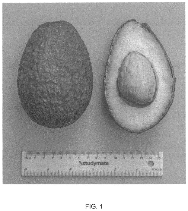 Figure 1 of US plant patent PP33355, the photograph of SHSR-04 printed in the patent.