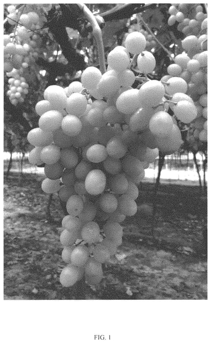 Figure 1 of US plant patent PP33357, the photograph of Itumseventeen printed in the patent.