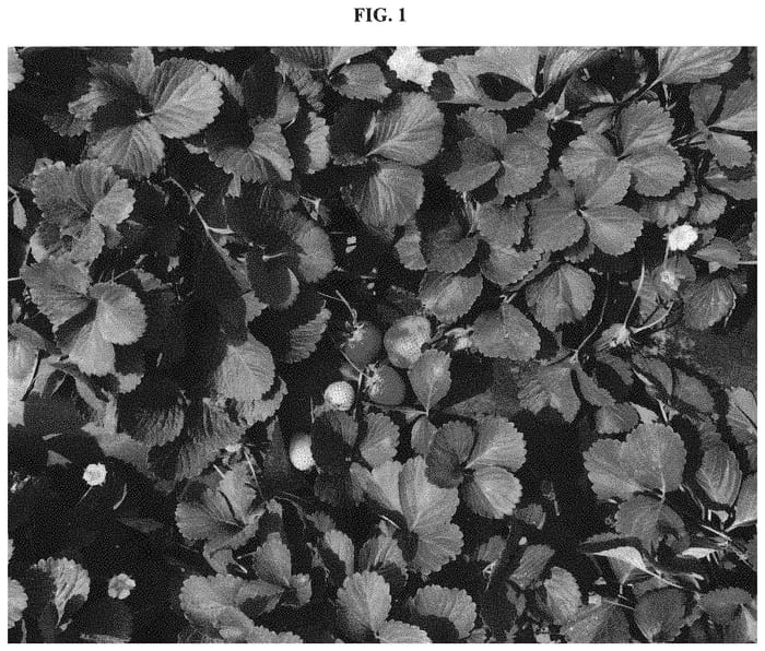 Figure 1 of US plant patent PP33359, the photograph of SB_12_53-118 printed in the patent.