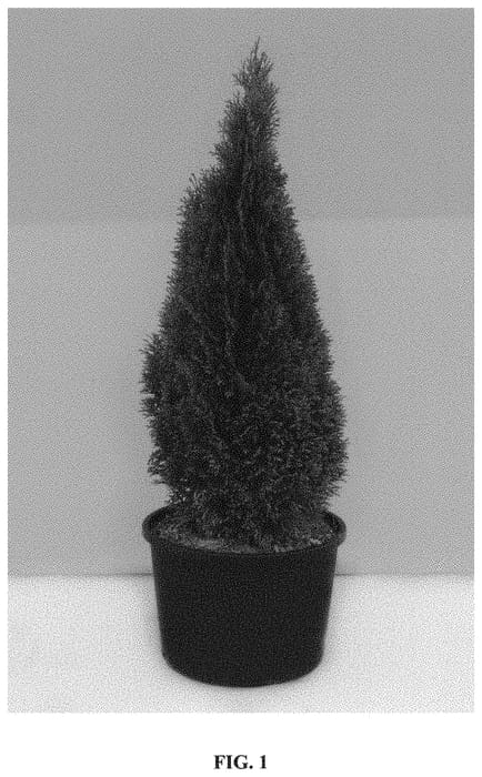 Figure 1 of US plant patent PP33360, the photograph of Thusid4 printed in the patent.