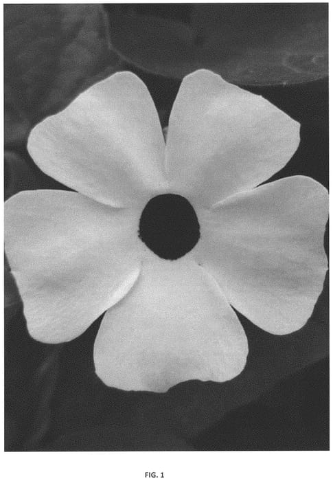 Figure 1 of US plant patent PP33361, the photograph of VOLTHU 9327 printed in the patent.