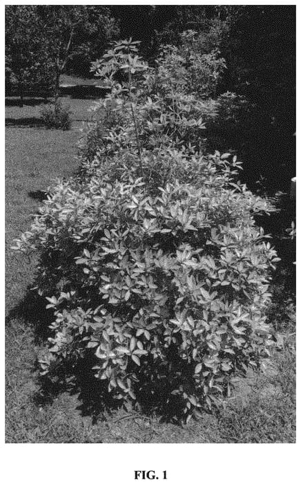 Figure 1 of US plant patent PP33362, the photograph of Carolina Sunset printed in the patent.