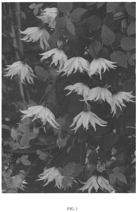 Figure 1 of US plant patent PP33363, the photograph of GOLDEN DREAM printed in the patent.