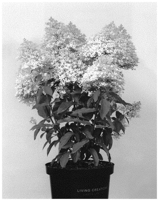 Figure 1 of US plant patent PP33364, the photograph of LC NO6 printed in the patent.