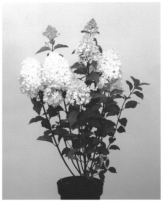Figure 1 of US plant patent PP33365, the photograph of LC NO11 printed in the patent.