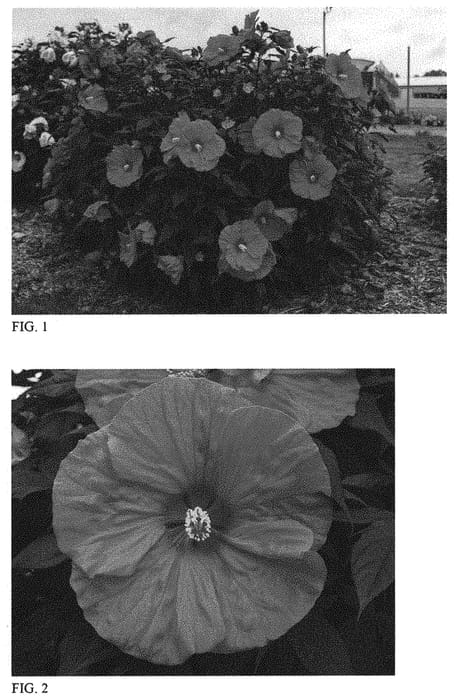 Figure 1 of US plant patent PP33366, the photograph of Evening Rose printed in the patent.