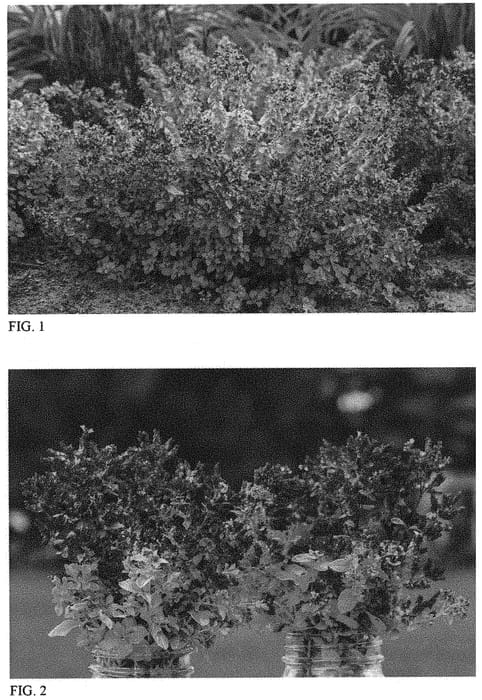 Figure 1 of US plant patent PP33367, the photograph of Drops of Jupiter printed in the patent.