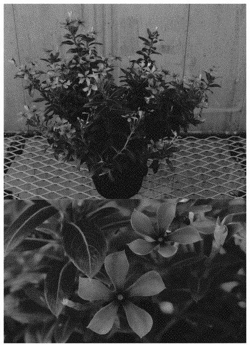 Figure 1 of US plant patent PP33368, the photograph of Sunfs 82311 printed in the patent.