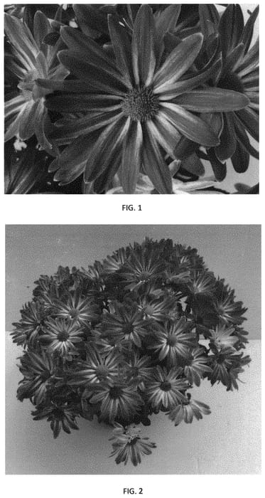 Figure 1 of US plant patent PP33369, the photograph of CIDZ0100 printed in the patent.