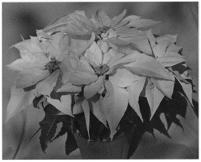 Figure 1 of US plant patent PP33370, the photograph of Dopoinfro printed in the patent.