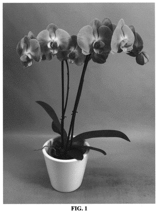 Figure 1 of US plant patent PP33371, the photograph of PHALHAISWE printed in the patent.