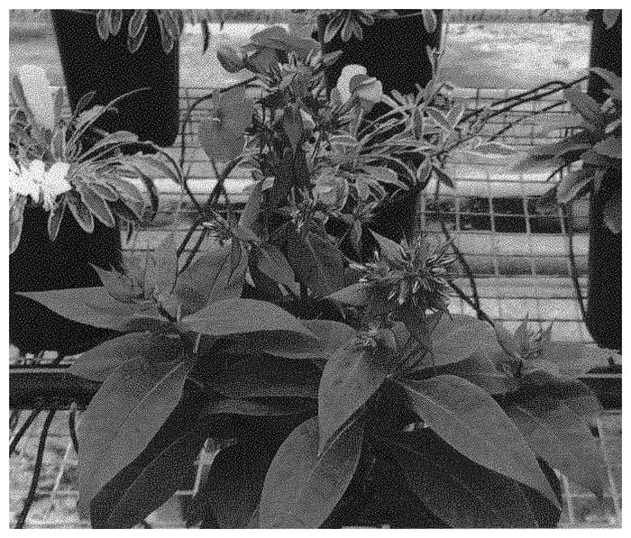 Figure 1 of US plant patent PP33372, the photograph of Dophlflacoim printed in the patent.