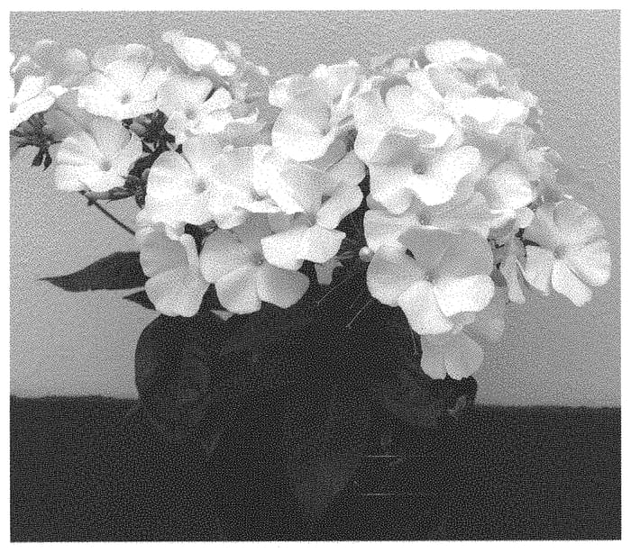 Figure 1 of US plant patent PP33373, the photograph of Dophlflawhim printed in the patent.