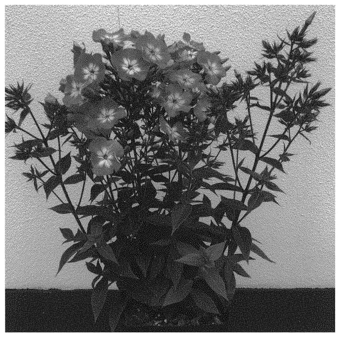 Figure 1 of US plant patent PP33374, the photograph of Dophlflalipiim printed in the patent.