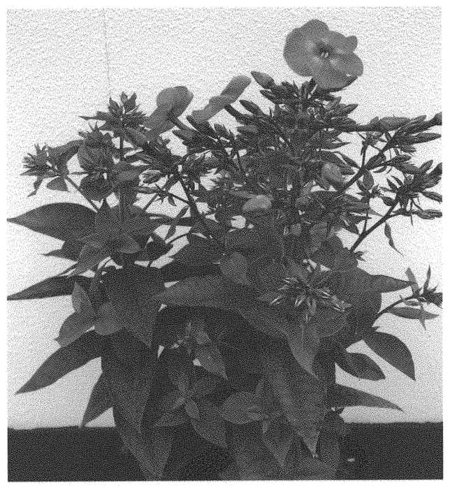 Figure 1 of US plant patent PP33375, the photograph of Dophlflaproce printed in the patent.