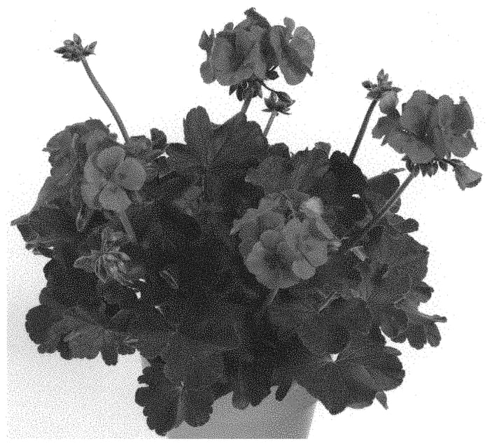 Figure 1 of US plant patent PP33376, the photograph of Pactiohopispl printed in the patent.