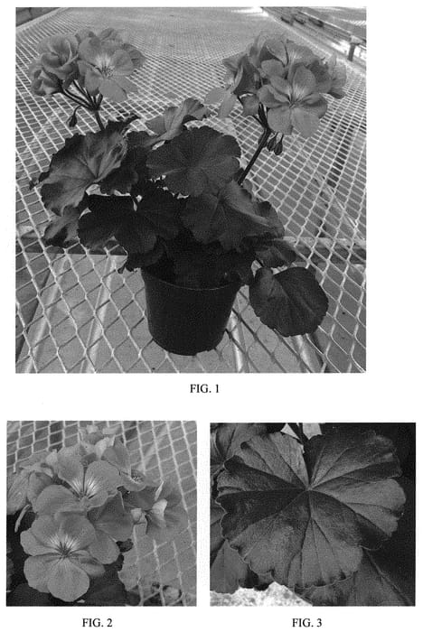 Figure 1 of US plant patent PP33377, the photograph of Tosfanshlu printed in the patent.