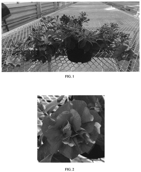 Figure 1 of US plant patent PP33378, the photograph of Balvoged printed in the patent.