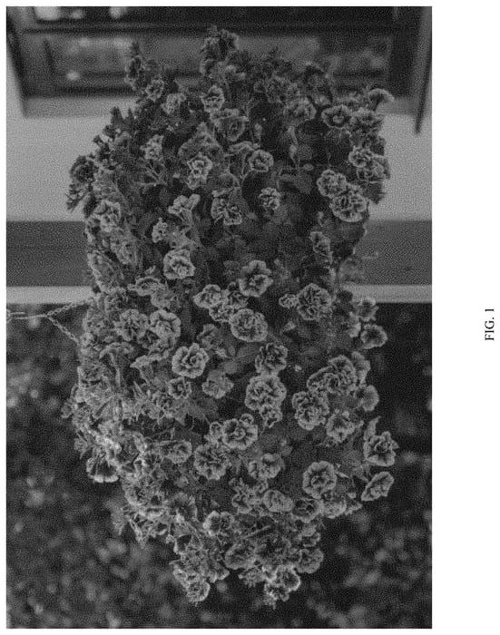 Figure 1 of US plant patent PP33379, the photograph of Kerprilpro printed in the patent.