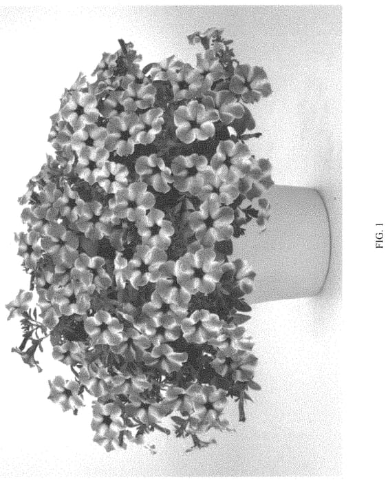 Figure 1 of US plant patent PP33380, the photograph of DPETORFRST printed in the patent.