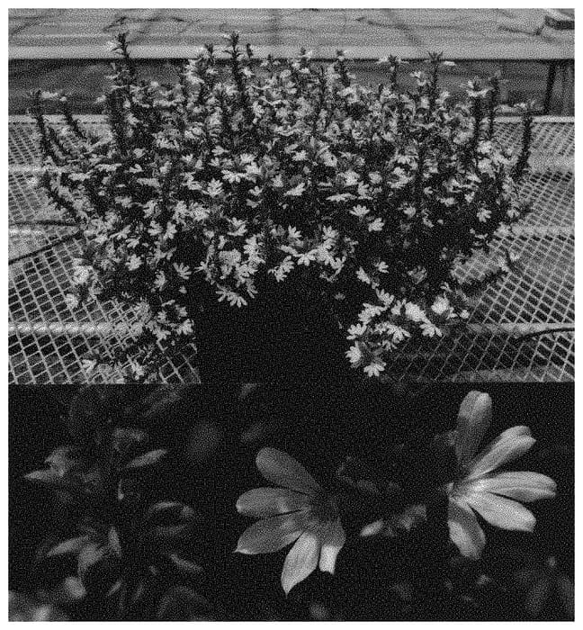 Figure 1 of US plant patent PP33381, the photograph of Bonsca 210 printed in the patent.
