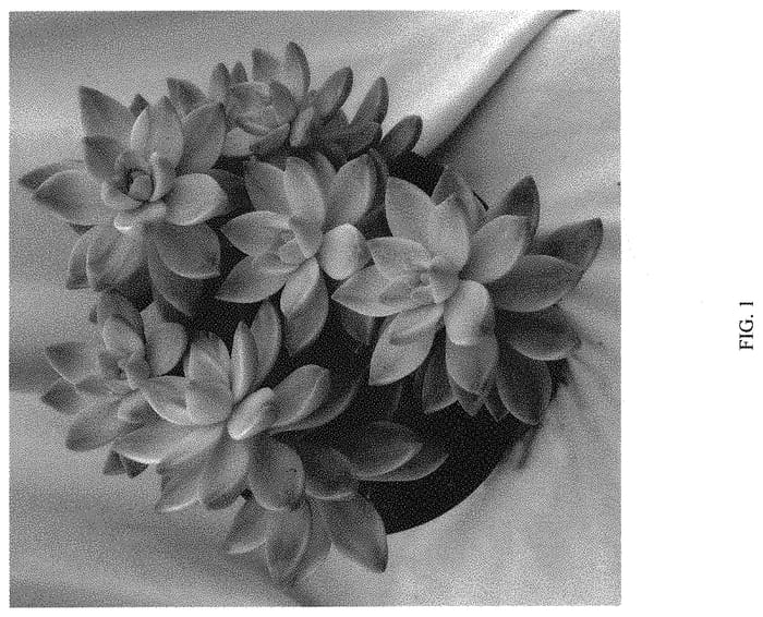 Figure 1 of US plant patent PP33382, the photograph of Sunsplash printed in the patent.