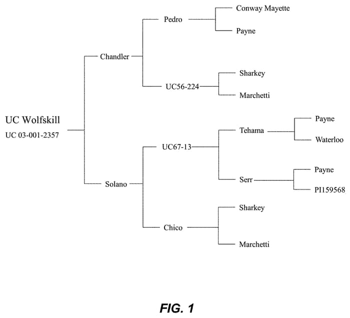 Figure 1 of US plant patent PP33383, the photograph of wolfskill printed in the patent.