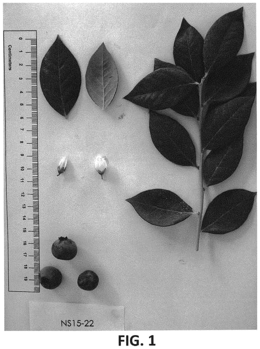 Figure 1 of US plant patent PP33384, the photograph of NS 15-22 printed in the patent.