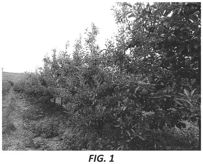Figure 1 of US plant patent PP33385, the photograph of Bingo Gala printed in the patent.