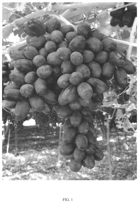 Figure 1 of US plant patent PP33387, the photograph of ITUMNINE printed in the patent.