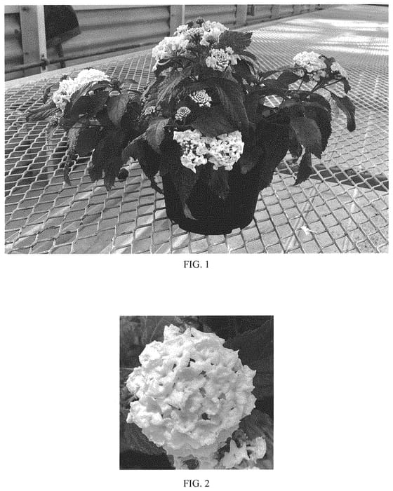 Figure 1 of US plant patent PP33388, the photograph of Balshamite printed in the patent.