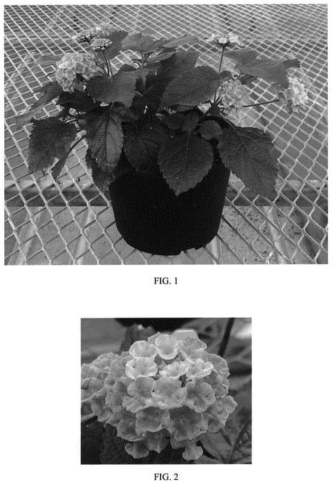 Figure 1 of US plant patent PP33389, the photograph of Baloomink printed in the patent.