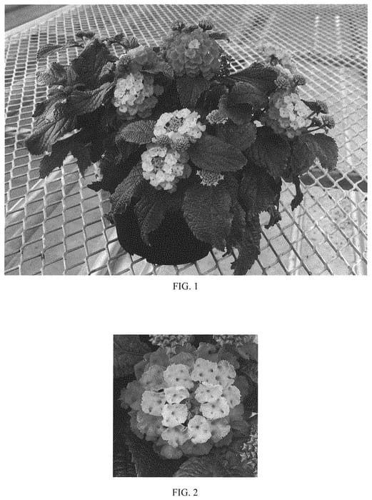 Figure 1 of US plant patent PP33390, the photograph of Balshamorf printed in the patent.